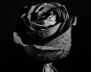 Black Rose – The story of Irish Rock music